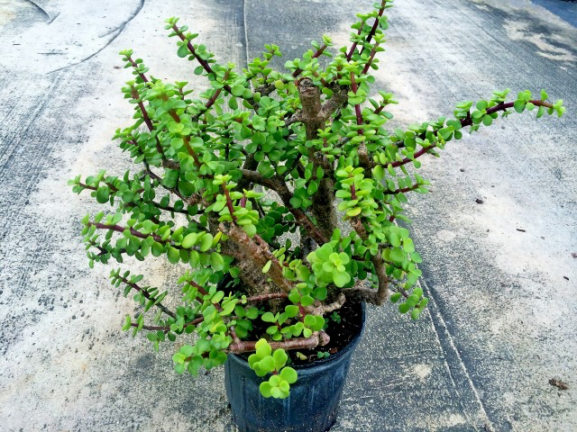 Elephant Bush (1 Gallon)
