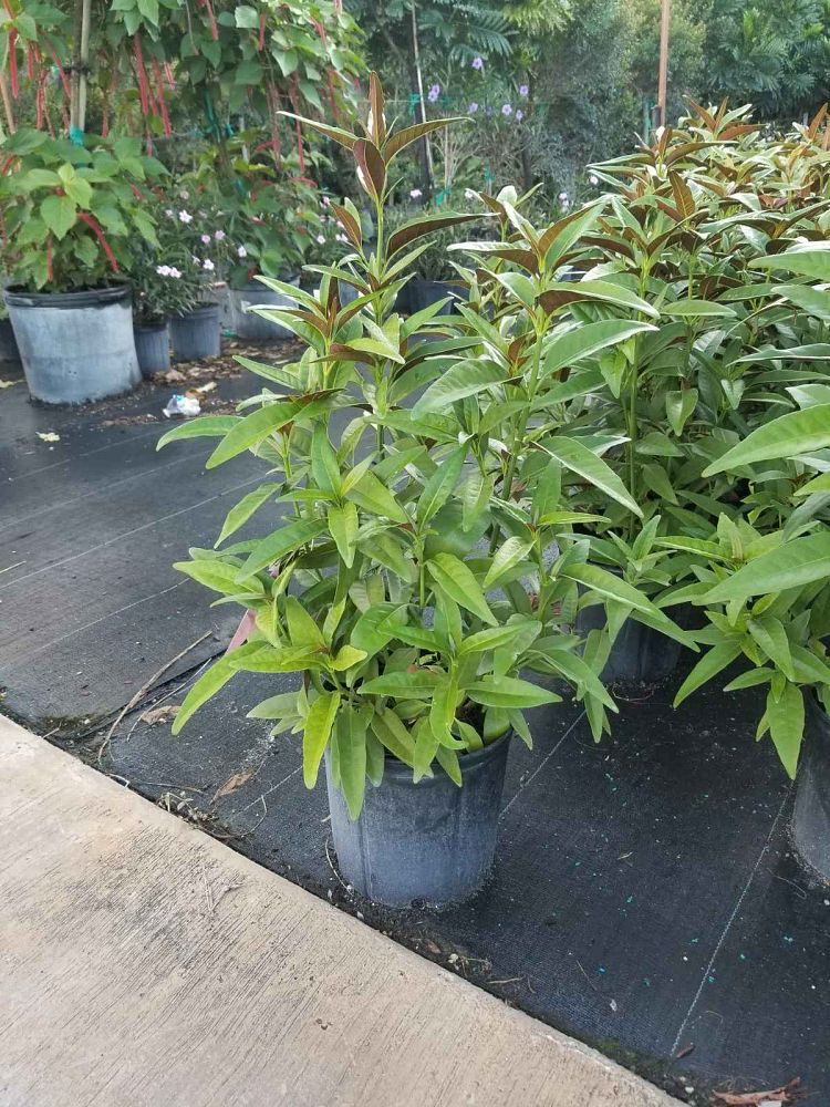 Australian Nerve Flower 'Shooting Stars'