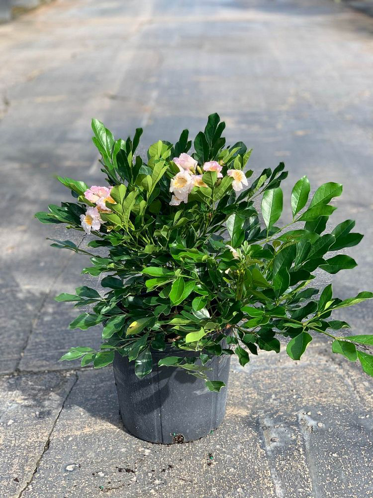Dwarf Tree Jasmine (Radermachera sp. 'Kunming')