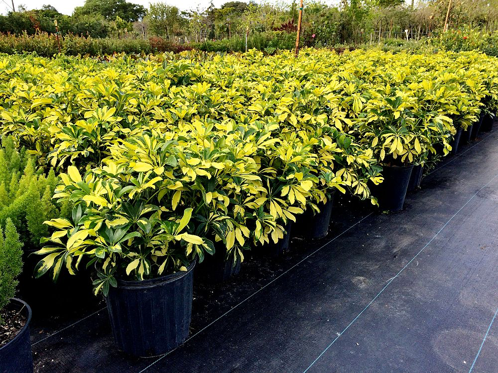 Dwarf Umbrella Tree (Schefflera arboricola) (Gold Capella)