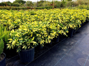 Dwarf Umbrella Tree (Schefflera arboricola)