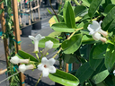 Bridal Wreath