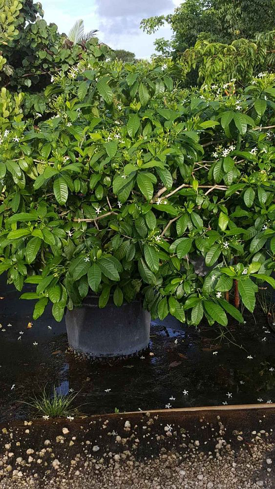 Banana Bush