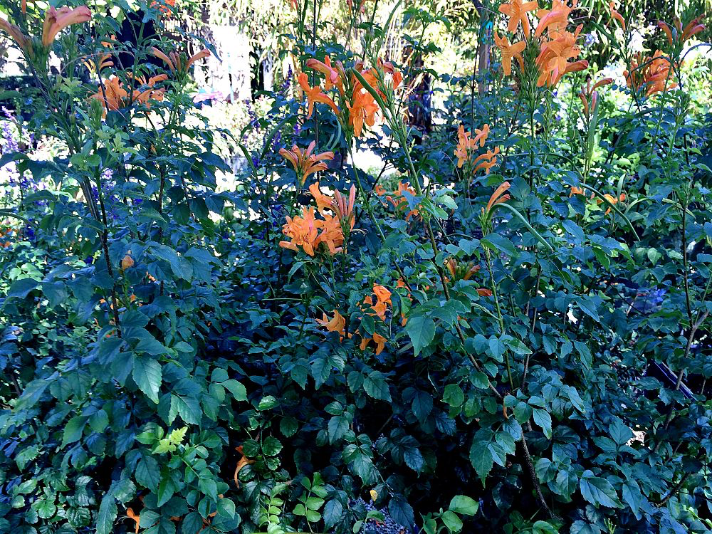 Cape Honeysuckle (Orange)