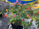 Dwarf Powderpuff