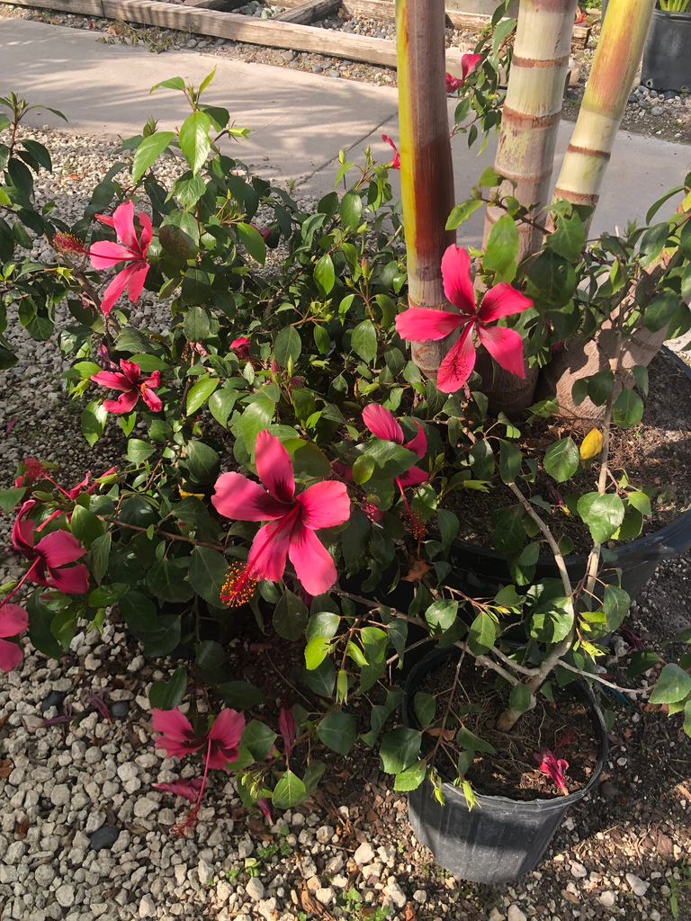 Fiji Island Tropical Hibiscus