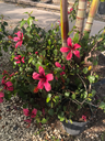 Fiji Island Tropical Hibiscus