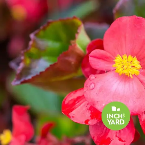 Wax Begonia (Begonia semperflorens)