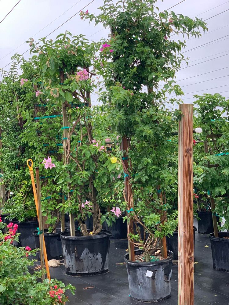 Bougainvillea 'New River' (3 Foot)
