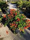 Rabbit Ears, 'Orange'