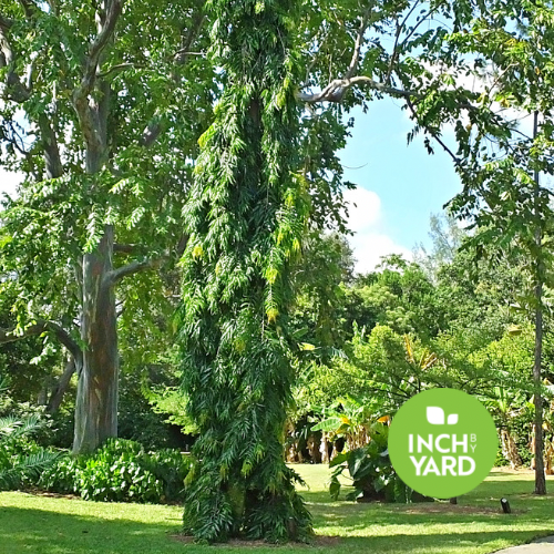 Mast Tree (Polyalthia longifolia)