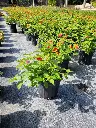 Lantana camara 