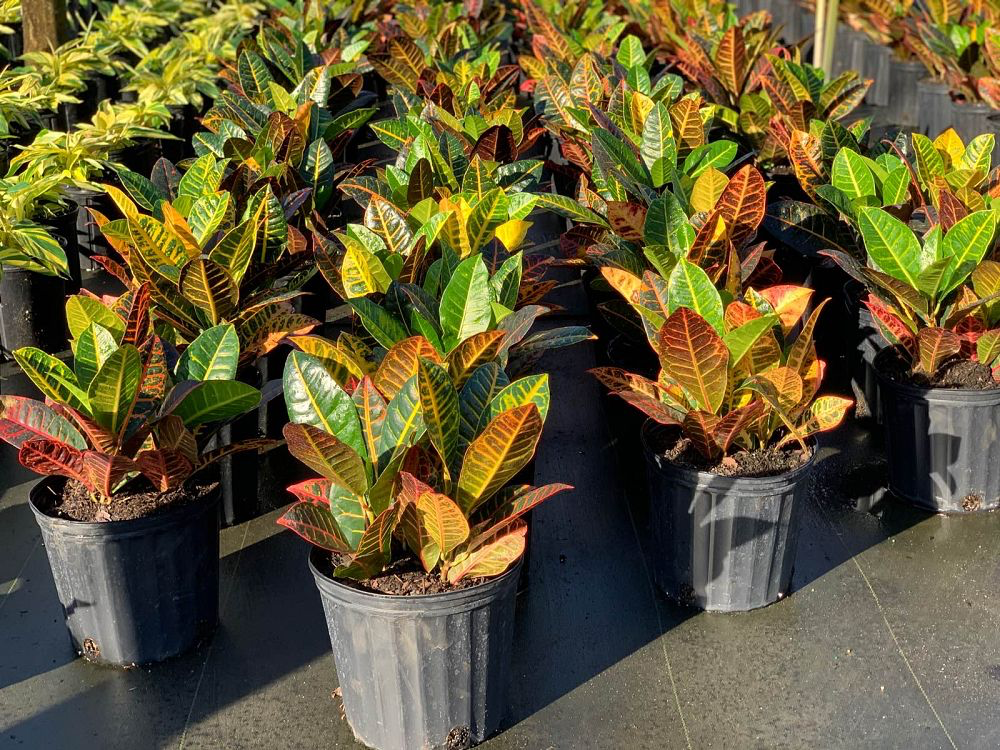 Croton - Petra