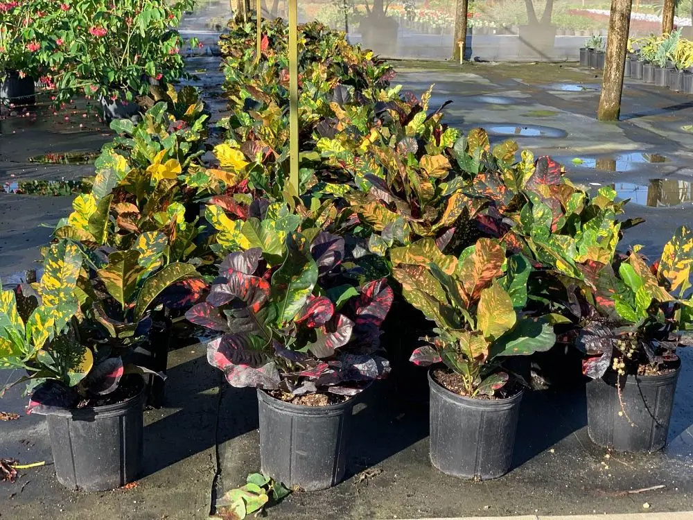 Croton - Magnificent