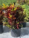 Croton - Mammey