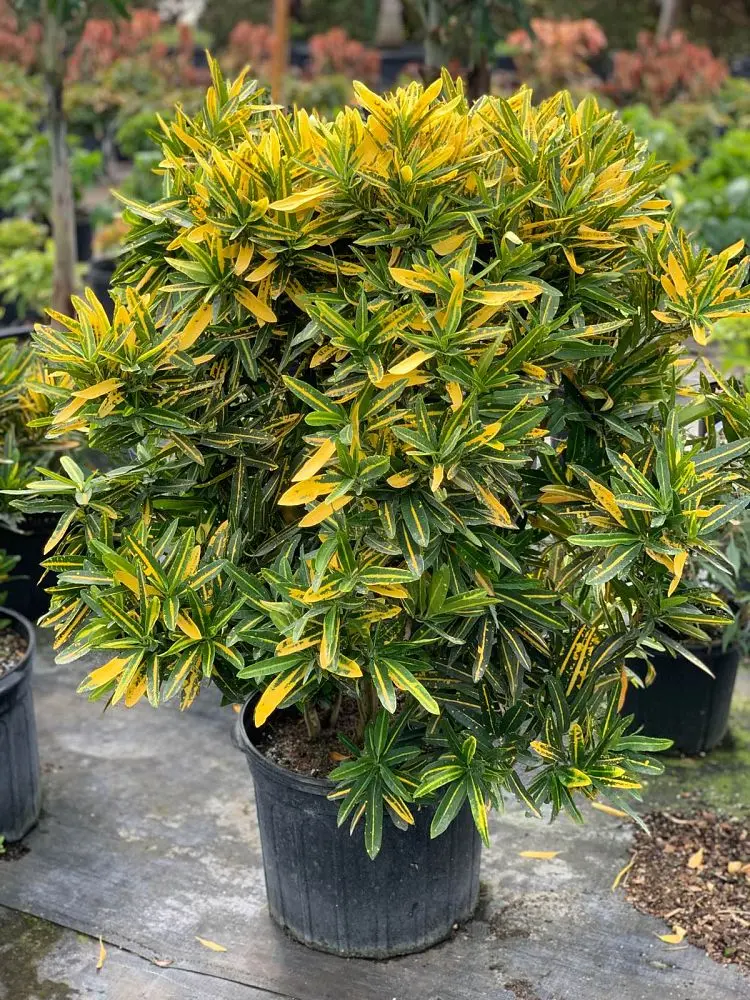 Croton - All Varieties (Mammey, 3 Gallon)