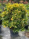 Croton - All Varieties