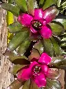 Bromeliad (Neoregelia)