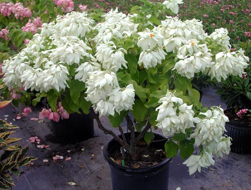 Bangkok Roses (Musseanda) (White)