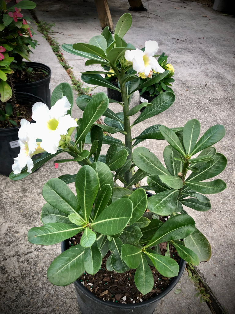 Desert Rose (Adenium) (White)