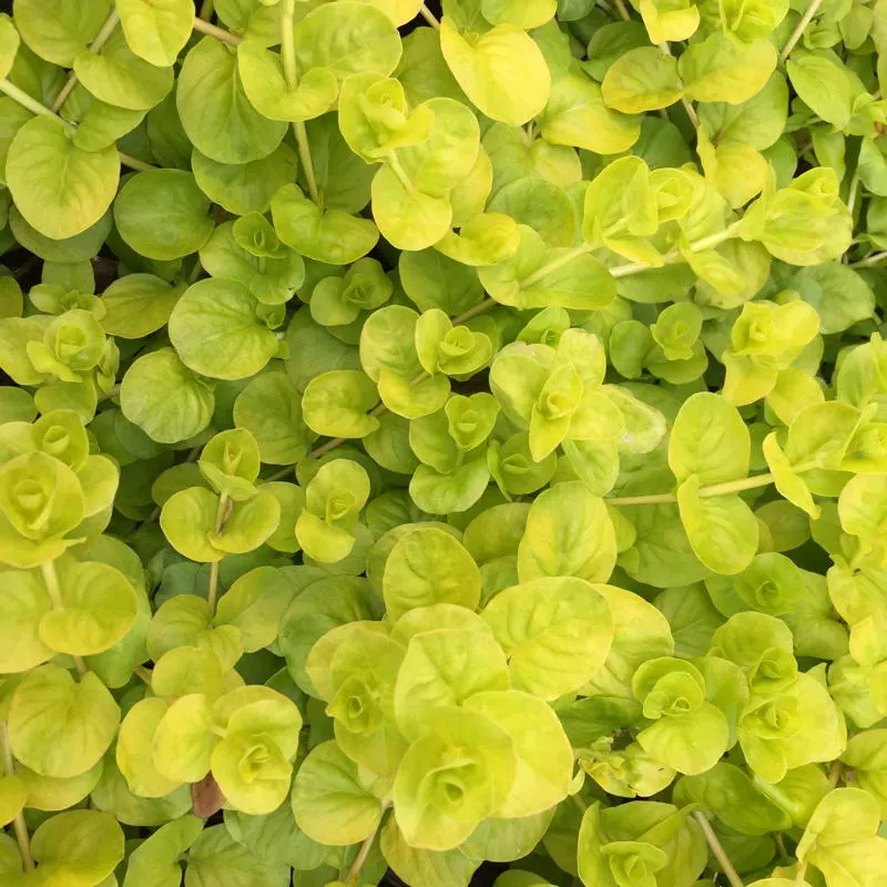 Creeping Jenny
