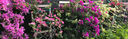 Bougainvillea - All Varieties