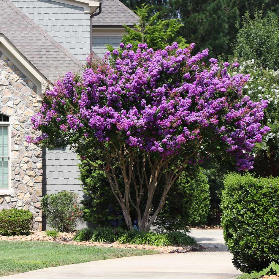 Crape Myrtle - Lagerstroemia x fauriei