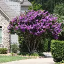 Crape Myrtle - Lagerstroemia x fauriei