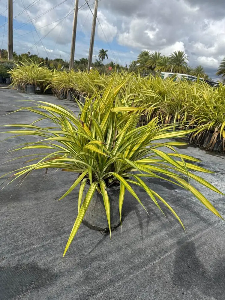 Variegated Dwarf Pandanus (Baptistii)