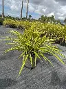 Variegated Dwarf Pandanus (Baptistii)