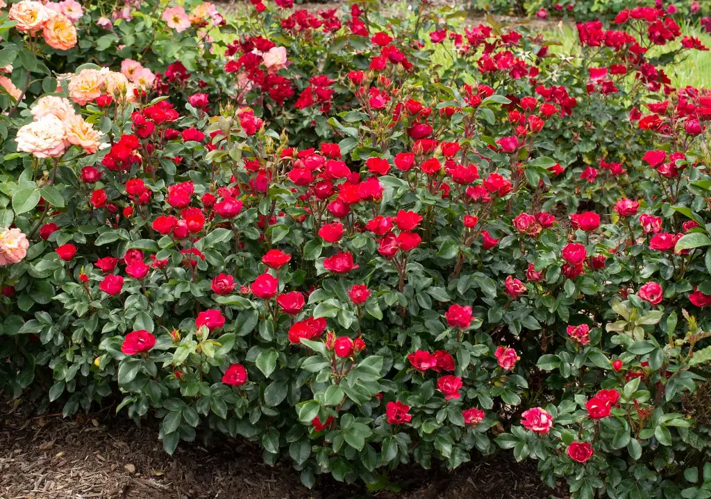 Petite Knock Out® Rose Shrub