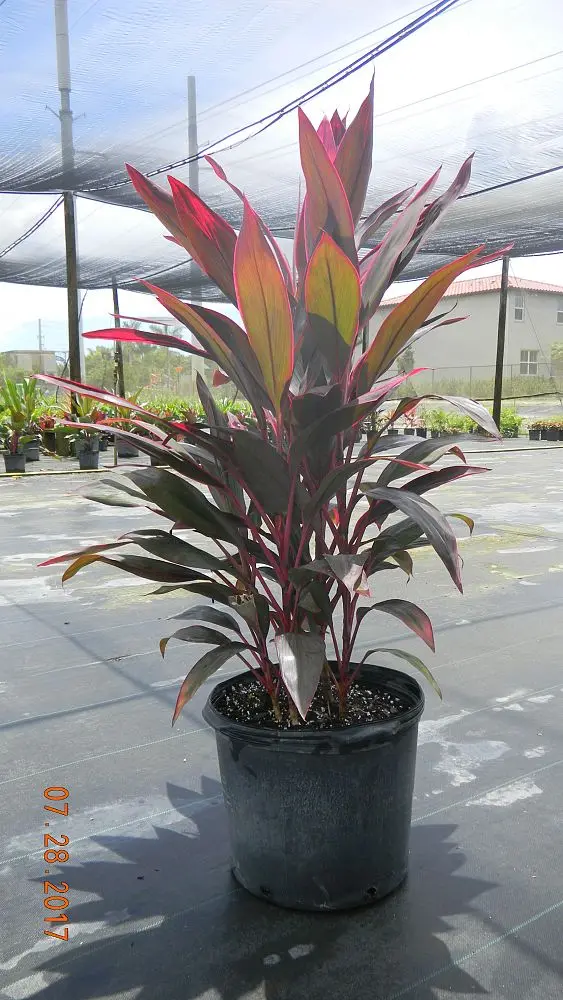 Ti Plant (Cordyline) (Red Sister, 3 Gallon)