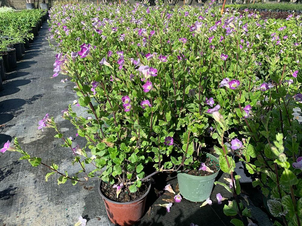 Chinese violet