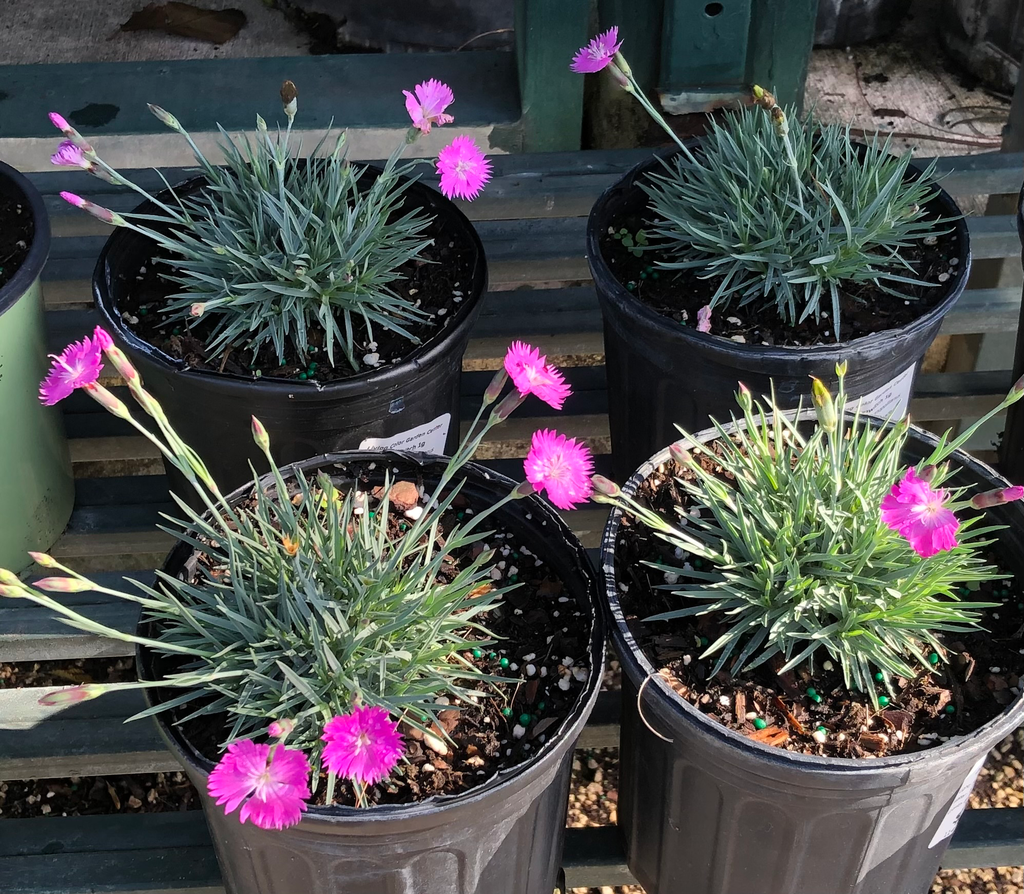 Dianthus ‘Firewitch’