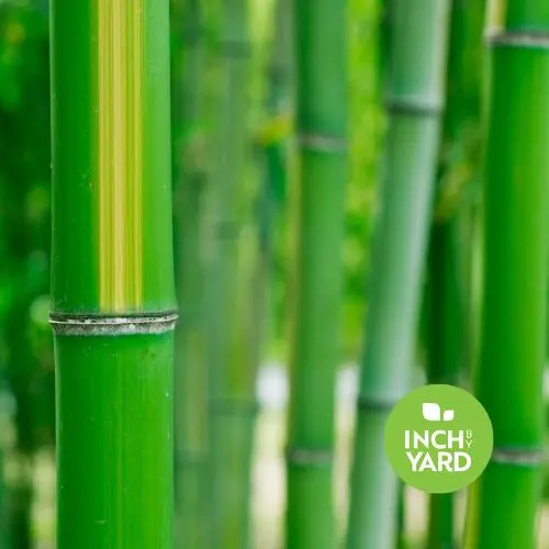 Asian Lemon Bamboo (3 Gallon)