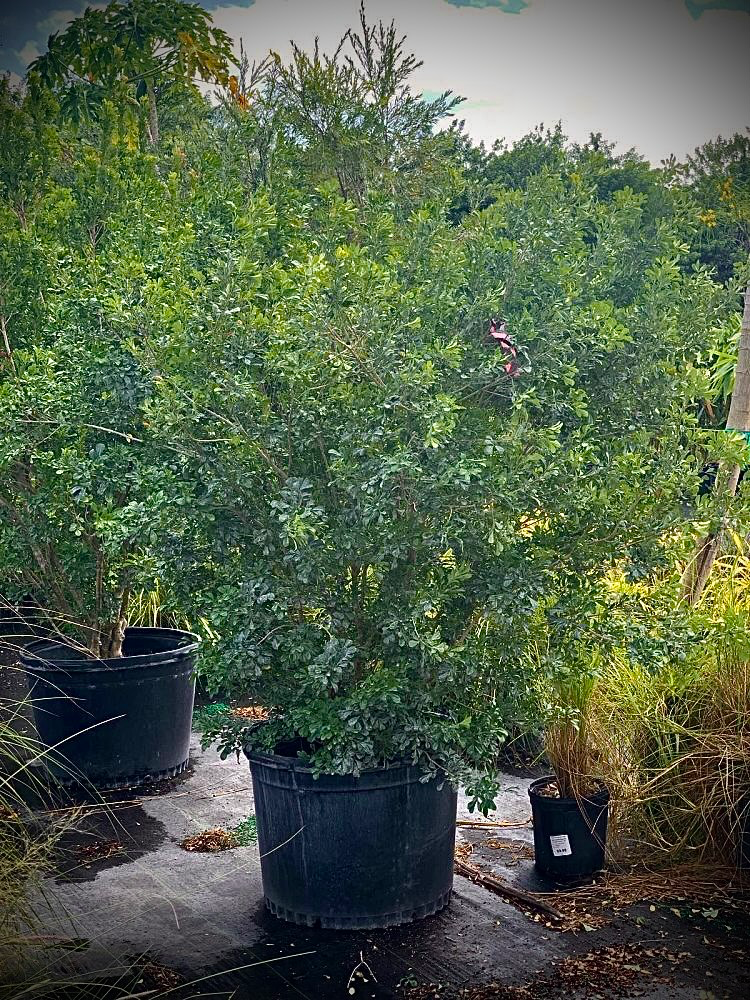 Chinese Perfume Plant (Aglaia odorata) (Bush)