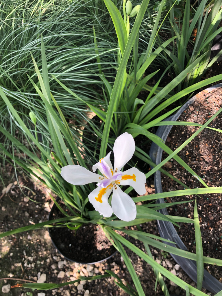 White African Butterfly Iris (Dietes iridioides)