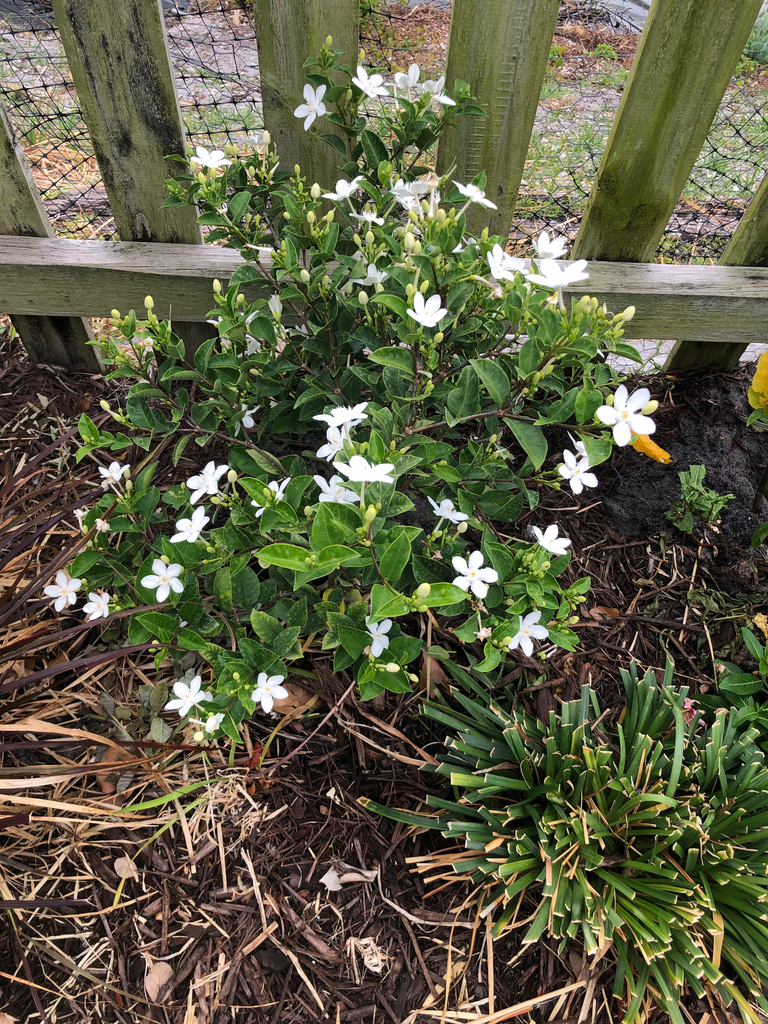 Asian Snow Bush (Wrightia antidysenterica)