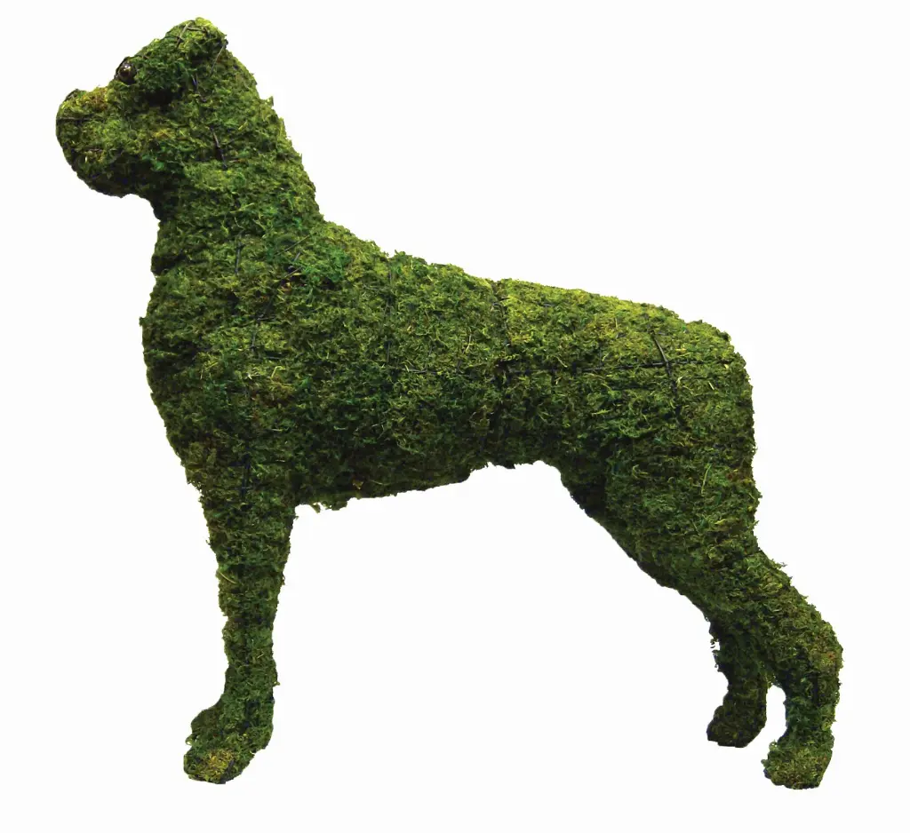 Boxer - 31"  (Mossed)