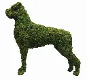 Boxer - 31"  (Mossed)