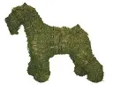 Schnauzer - 18" (Mossed)