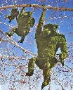 Monkey, Hanging - 14" (Mossed)
