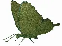 Butterfly - 20"  (Mossed}
