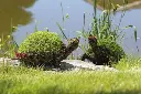 Turtle - 5" (Mossed)