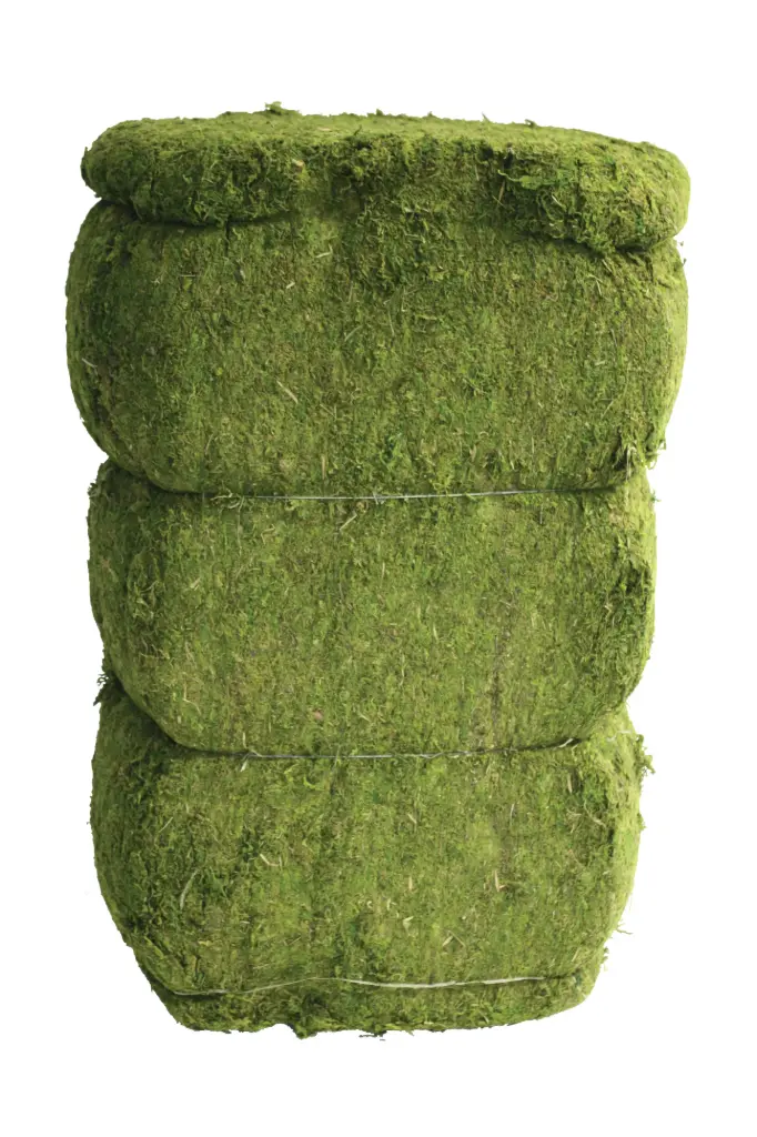 Evergreen Moss Bale