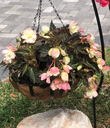 Begonia I'conia