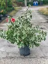 Snow Queen Variegated Tropical Hibisbus Red Bush (Hibiscus rosa sinensis)