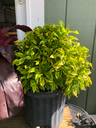 Joseph's Coat / True Yellow (Alternanthera ficoidea)