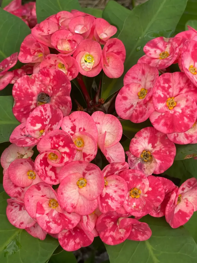 Crown of Thorns (Euphorbia milii) (1 Gallon)