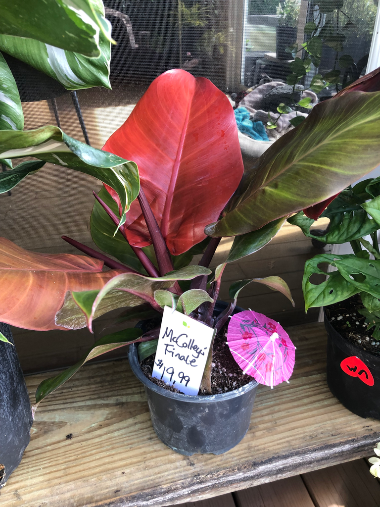 McColley's Finale (hybrid philodendron)